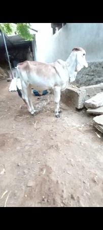 વાસળી વેચવાની છે