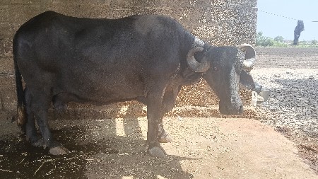 ભેસ વેચવાની છે