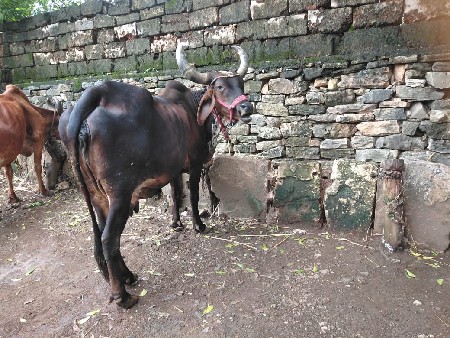 ગાય વેચવાની છે