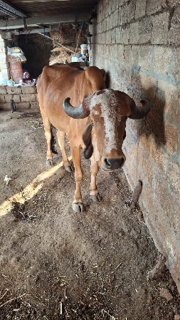 એક મહિના દિવસની ગાવણી છેવડકુ