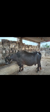 વેચવાની છે