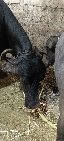 ભેંસ વહેંચ વાની છે.