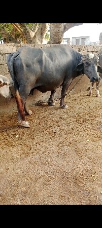 7016630901