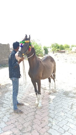 ઘોડી વેચવાની છે