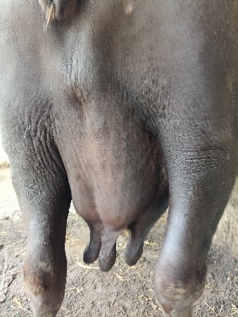 ભેંસ વેચવાની છે