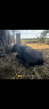 પાડો વેચવાનો છે