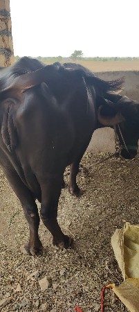 બીજું વેતર 20 દીવસ કાચી
