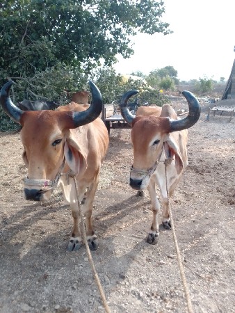 ત્રીજી ધરના બળદ વેચવાના છે