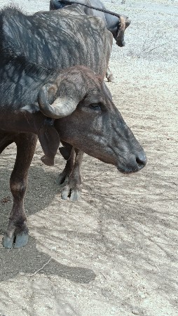 ખડેલી વેચવા ની છે...
