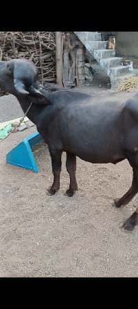 પાડો વેચવાનો છે.. જાફરાબાદી
