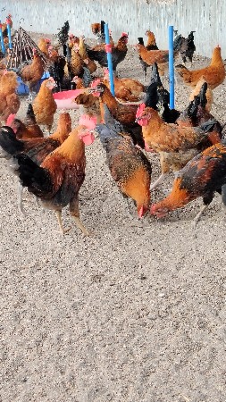 સોનાલી મરઘી મરઘા વેચવાના છે.