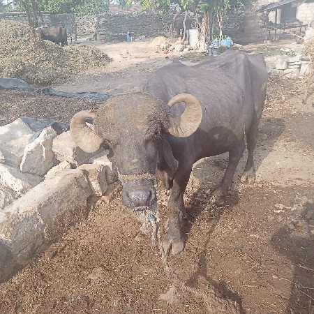 પાડો