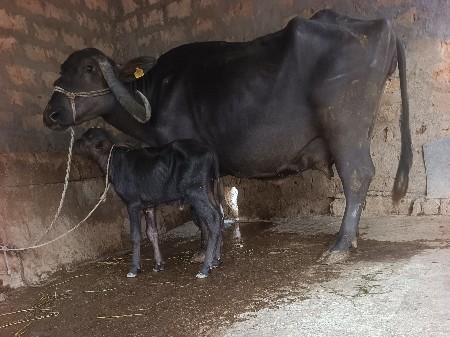 ભૅચ વૅચવાની છૅ