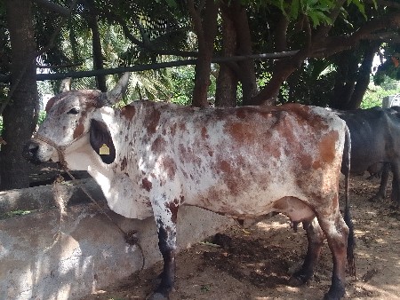 ગાય વેચવાની છે.