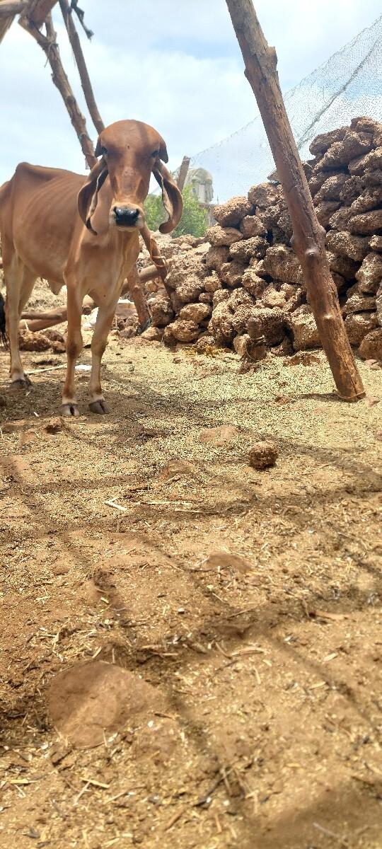 ગીર વાછડી વેચવાની છેઑરીજનલગીર