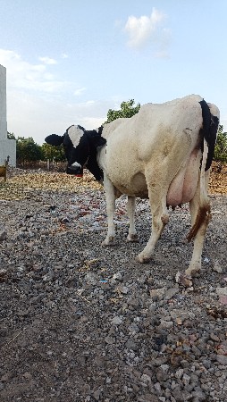 ગાયવેચવાનીછે
