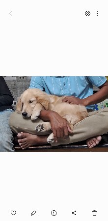 ગોલ્ડનરિટીવર  ફિમેલ