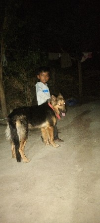 German shepherd female dog