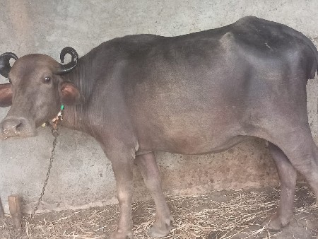 બે ખડેલી વેચવાની છે