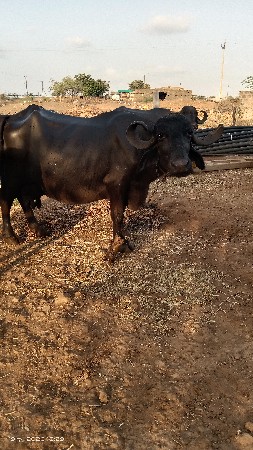 ભેંસ વેચવાની છે