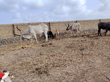 ત્રીજી વાવણી છે