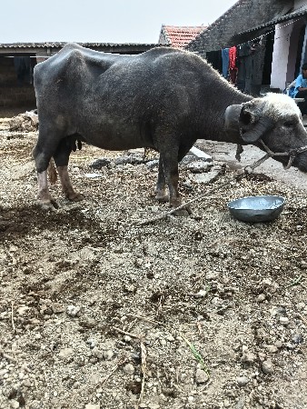 ભેંસ વેચવાની છે