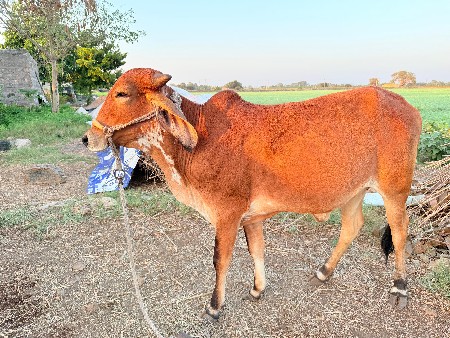 વેચવાની છે
