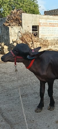 જાફરાબાદી પાડો ને પાડી જાફરાબાદી