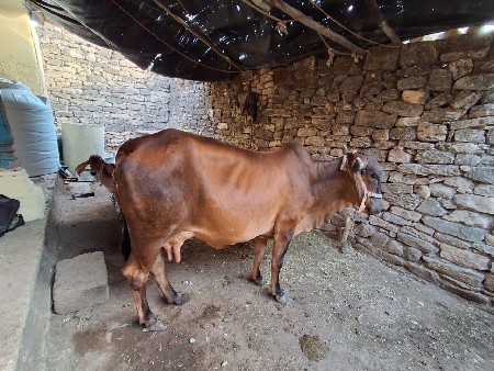 દેશી પેલુ વેતર ગાય વેસવાની છે