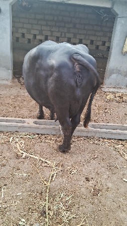 ભેંસ વેચવાની છે