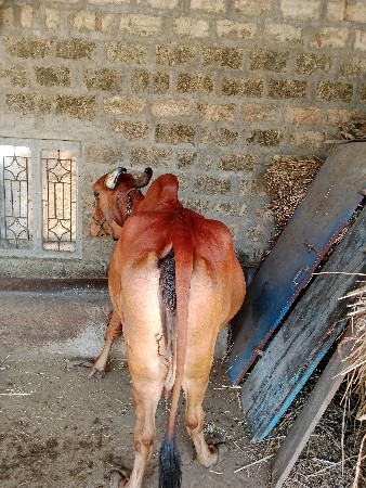 ગીર ગાય વેચવાની છે