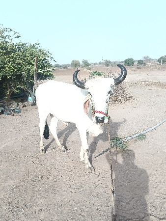 ગોધલો