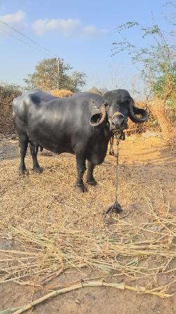 ભરતભાઈપરમાર