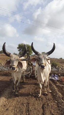 ગોધલા વેચવા છે.