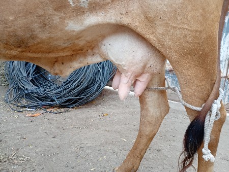 ગાયછે