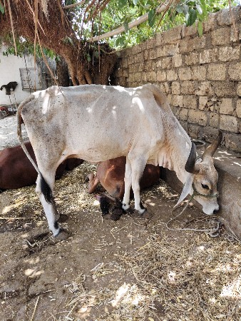 3 ગાય વેચવાની છે