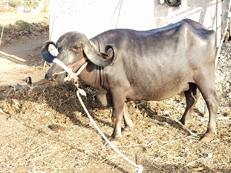 ભેંશ