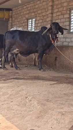 બ્લેક ગીર ગાય