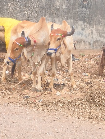 શિવ સાહેબ