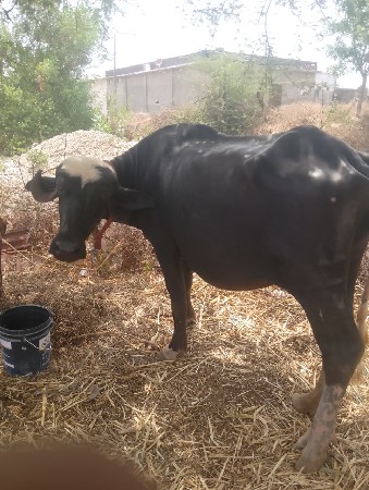 પેલા વેતર ની કડાઈ
