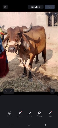 ગાય દેવાની સે મફત