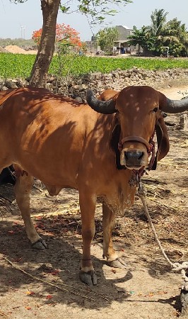 ગાય વેચવા ની છે