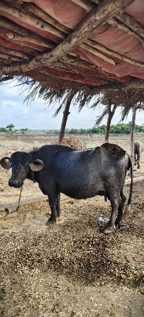 આ ભેંસ વેચવાની સે