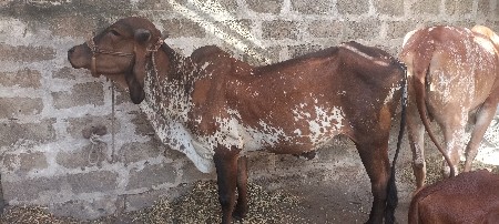 વાછડી દેવીની છે ફી મા