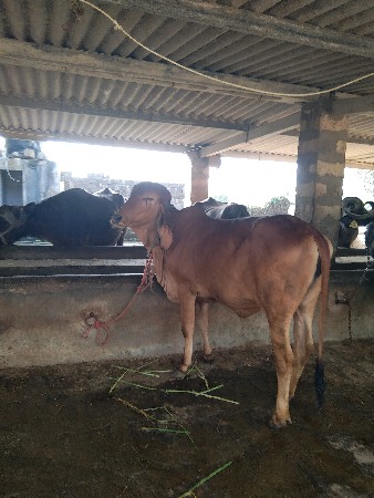 હોડકી વેચવાની છે