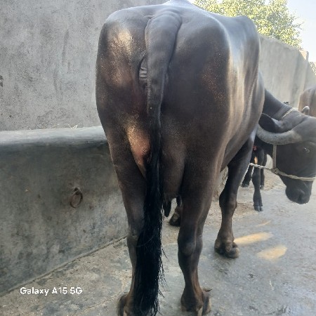 દસ દિવસની આણંદ છે