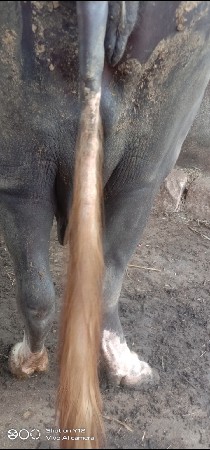 ભેંસ વેચવાની છે