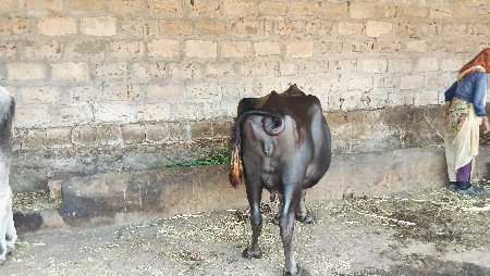 ભેંસ વેચવાની છે