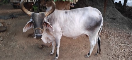 ગiય વેસવાની સે