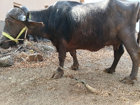 ભેંસ વેચવાની છે.